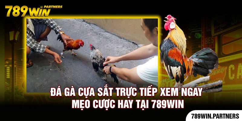 Đá gà cựa sắt trực tiếp xem ngay mẹo cược hay tại 789Win